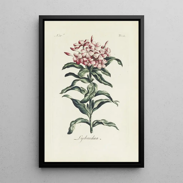 Reproduktion av målningen Lychnis - Carington Bowles