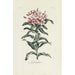 Reproduktion av målningen Lychnis - Carington Bowles