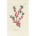 Bois-joli - Carington Bowles — vy av konstverket