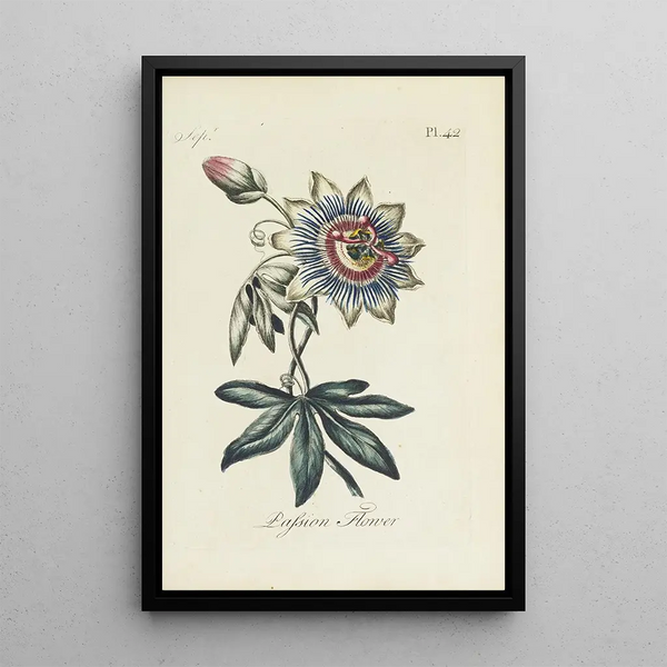 Reproduktion av målningen Passiflora - Carington Bowles