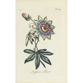 Carington Bowles - Passion flower.webp