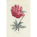Pivoine - Carington Bowles — vy av konstverket