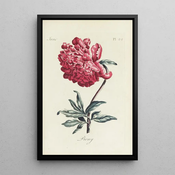 Pivoine - Carington Bowles — inramlat konstverk på väggen