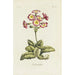 Polianthes - Carington Bowles — vy av konstverket