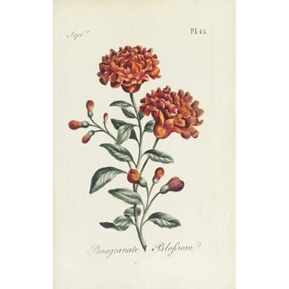 Carington Bowles - Pomegranate blossom.webp