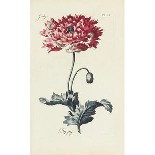 Carington Bowles - Poppy.webp