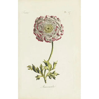 Carington Bowles - Ranuncula.webp