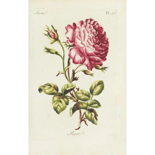 Carington Bowles - Rose.webp