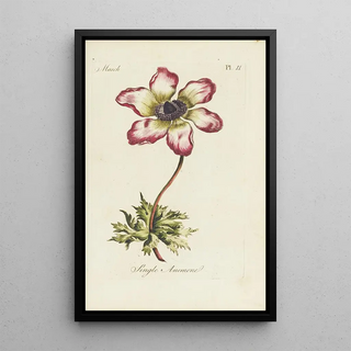 Carington Bowles - Single anemone.webp