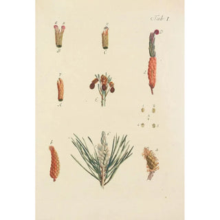 Carl Christoph Oelhafen von Schllenbach - Abbildung der wilden Bume Stauden und Buschgewchse Pl001.webp