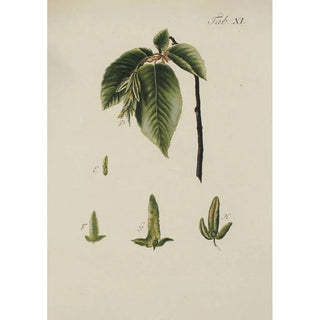 Carl Christoph Oelhafen von Schllenbach - Abbildung der wilden Bume Stauden und Buschgewchse Pl045.webp