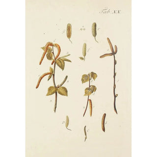 Carl Christoph Oelhafen von Schllenbach - Abbildung der wilden Bume Stauden und Buschgewchse Pl054.webp