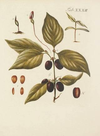 Carl Christoph Oelhafen von Schllenbach - Abbildung der wilden Bume Stauden und Buschgewchse Pl067.webp