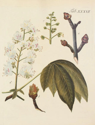 Carl Christoph Oelhafen von Schllenbach - Abbildung der wilden Bume Stauden und Buschgewchse Pl072.webp