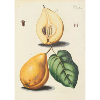 Carl Christoph Oelhafen von Schllenbach - Abbildung der wilden Bume Stauden und Buschgewchse Pl094.webp