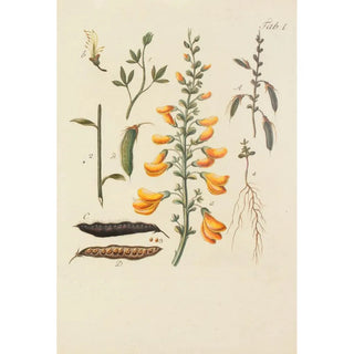 Carl Christoph Oelhafen von Schllenbach - Abbildung der wilden Bume Stauden und Buschgewchse Pl112.webp