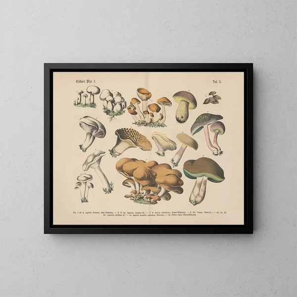 Manuel pratique de botanique en mots et en images Pl05 - Carl Hoffmann — inramlat konstverk på väggen