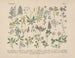 Manuel de botanique pratique en mots et en images Pl11 - Carl Hoffmann — vy av konstverket