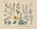 Manuel de botanique pratique en mots et en images Pl15 - Carl Hoffmann — vy av konstverket