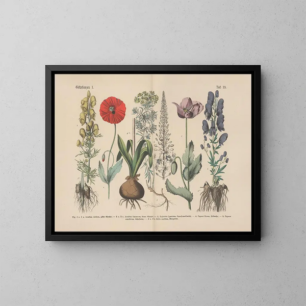 Manuel pratique de botanique en mots et en images Pl19 - Carl Hoffmann — inramlat konstverk på väggen