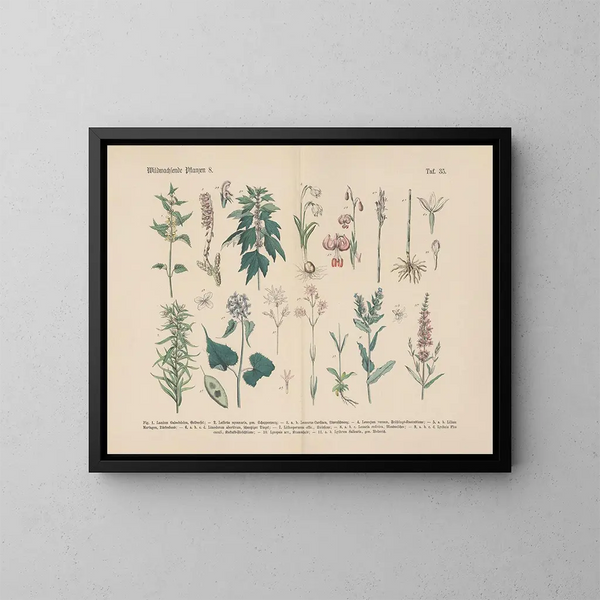 Manuel pratique de botanique en mots et en images Pl35 - Carl Hoffmann — inramlat konstverk på väggen