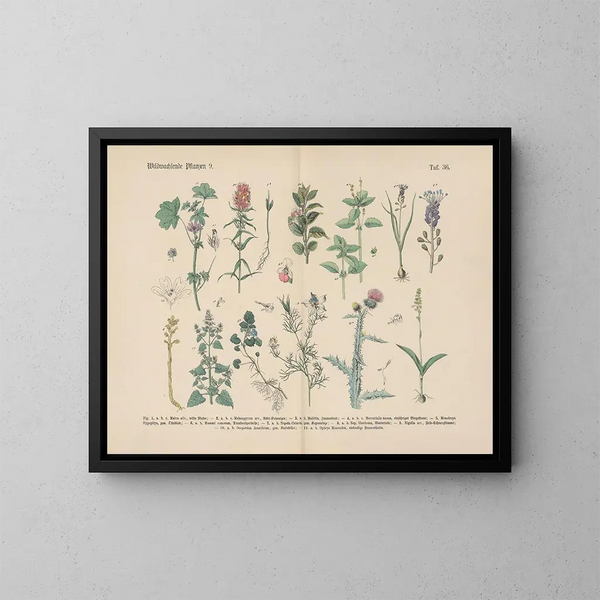 Manuel de botanique pratique en mots et en images Pl36 - Carl Hoffmann — inramlat konstverk på väggen
