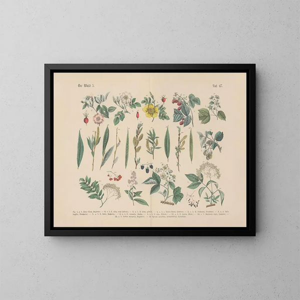 Manuel pratique de botanique en mots et en images Pl47 - Carl Hoffmann — inramlat konstverk på väggen