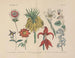 Manuel de botanique pratique en mots et en images Pl58 - Carl Hoffmann — vy av konstverket