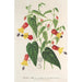 Reproduktion av målningen Abutilon vexillarium - Charles Antoine Lemaire