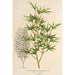 Acer palmatum crispum - Charles Antoine Lemaire — vy av konstverket