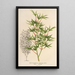 Acer palmatum crispum - Charles Antoine Lemaire — inramlat konstverk på väggen