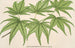 Acer palmatum reticulatum - Charles Antoine Lemaire — vy av konstverket