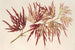 Acer polymorphum palmatum - Charles Antoine Lemaire — vy av konstverket