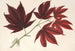 Acer polymorphum palmatum sanguineum - Charles Antoine Lemaire — vy av konstverket
