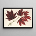 Acer polymorphum palmatum sanguineum - Charles Antoine Lemaire — inramlat konstverk på väggen