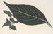 Adelaster albivenis - Charles Antoine Lemaire — vy av konstverket
