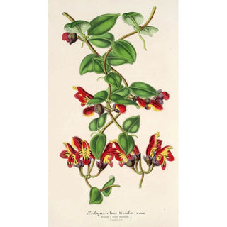 Charles Antoine Lemaire - Aeschynanthus tricoIor.webp