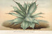 Agave Verschaffelti - Charles Antoine Lemaire — vy av konstverket
