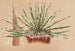 Agave schidigera - Charles Antoine Lemaire — vy av konstverket