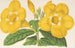 Allamanda Hendersoni - Charles Antoine Lemaire — vy av konstverket