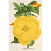 Allamanda nobilis - Charles Antoine Lemaire — vy av konstverket