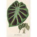 Alocasia Jenningsii - Charles Antoine Lemaire — vy av konstverket