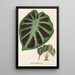 Alocasia Jenningsii - Charles Antoine Lemaire — inramlat konstverk på väggen
