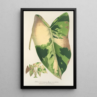 Charles Antoine Lemaire - Alocasia macrorrhiza var foliis variegatis.webp