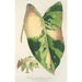 Reproduktion av målningen Alocasia macrorrhiza med variegata blad - Charles Antoine Lemaire
