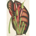 Alocasia metallica - Charles Antoine Lemaire — vy av konstverket