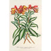 Alstroemeria argentovittata - Charles Antoine Lemaire — vy av konstverket