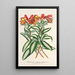 Alstroemeria argentovittata - Charles Antoine Lemaire — inramlat konstverk på väggen