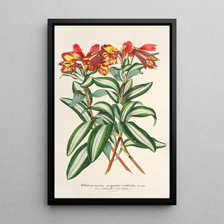 Charles Antoine Lemaire - Alstraemeria argentovittata.webp
