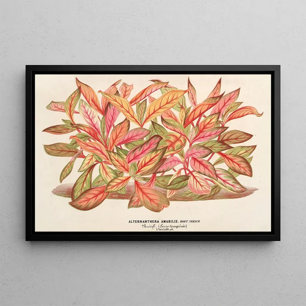 Charles Antoine Lemaire - Alternanthera amabilis var.webp